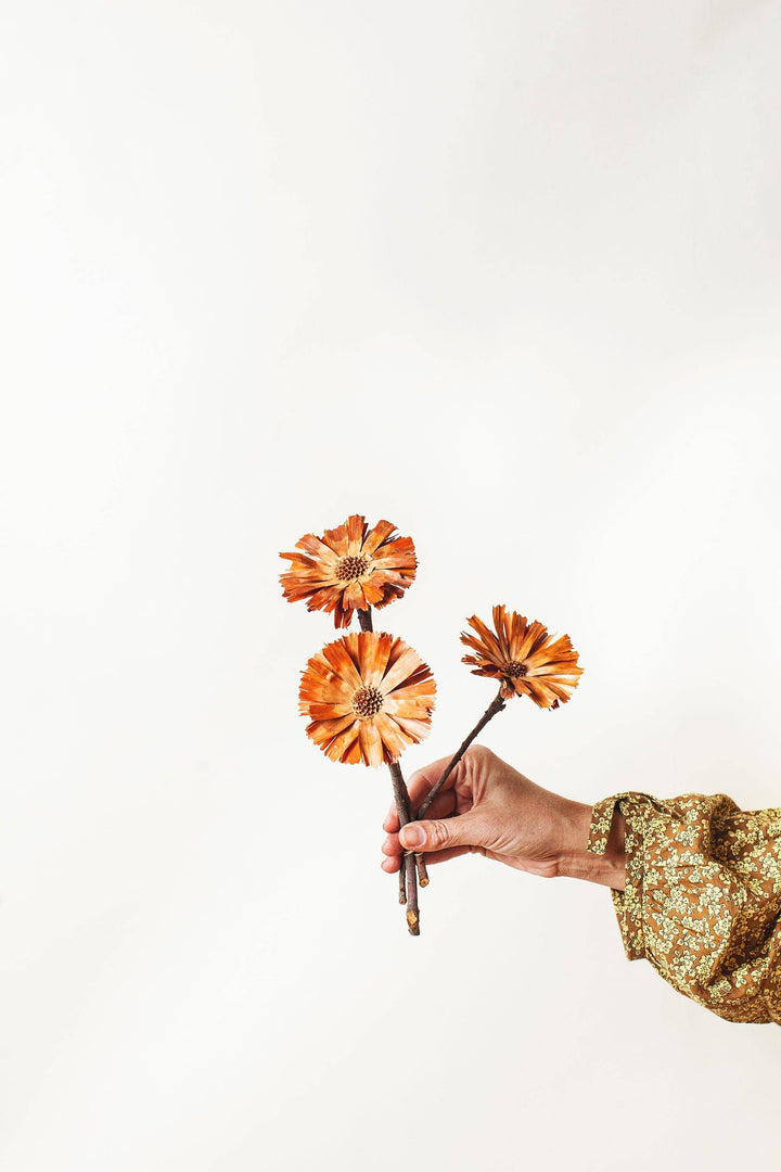 Natural Protea Rosettes