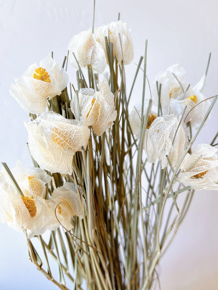 Dried flowers: daylily bunch